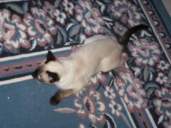 more kittens